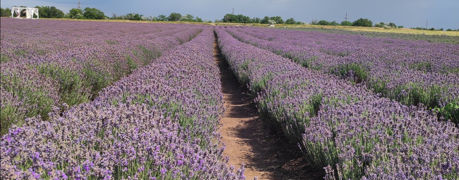 Твоя учительница английского Spotlight Easy