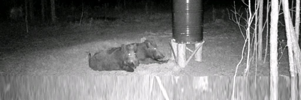 Лесные свиньи