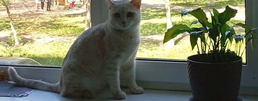 Вау Маргарита