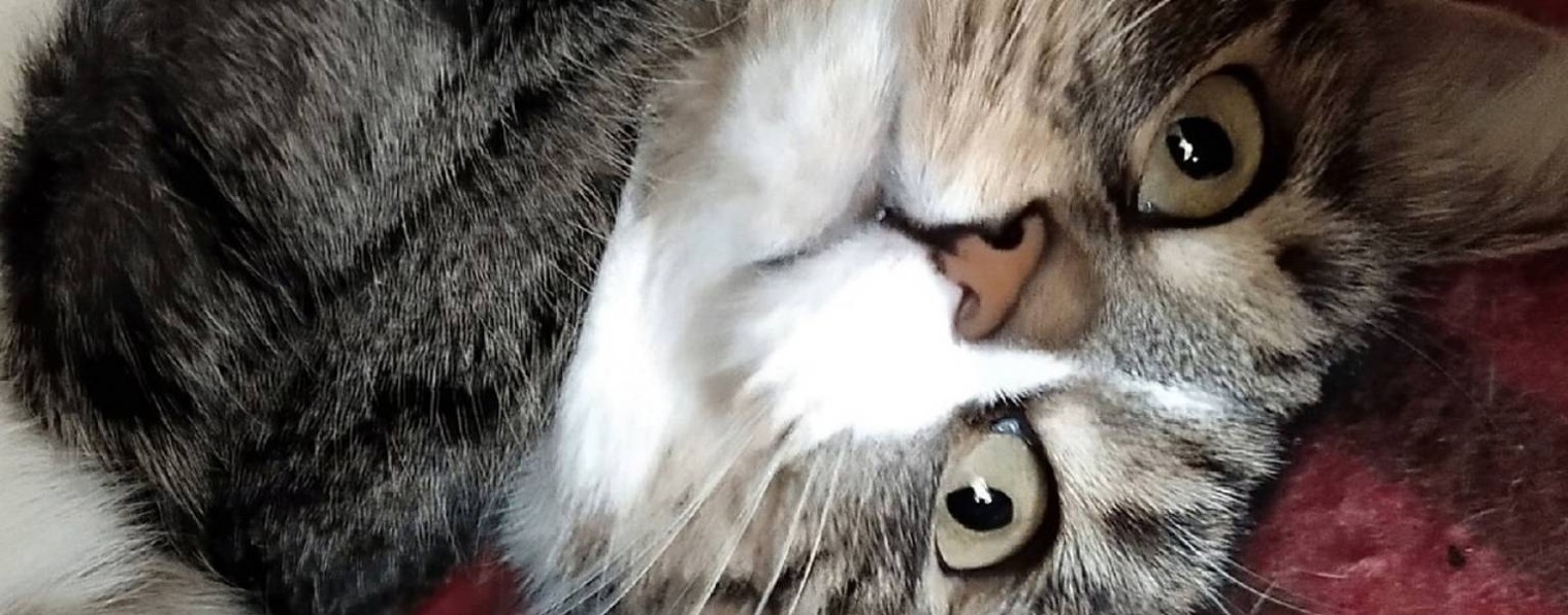 🚀 ЖАПЛОВ СТУДИЯ