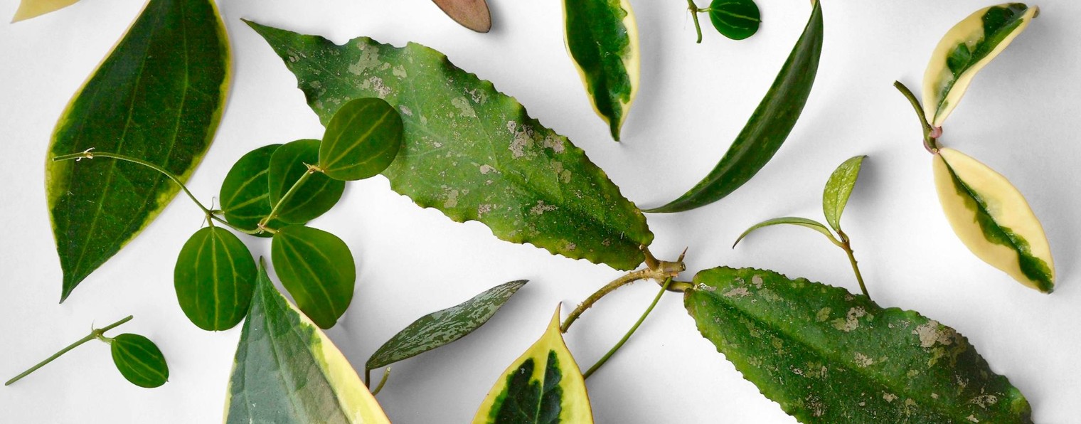 Из любви к цветам