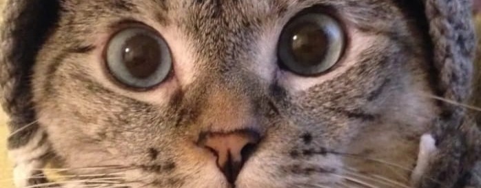 Timur_Cat777