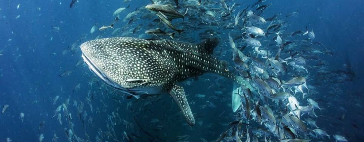Crocodile Diving Club