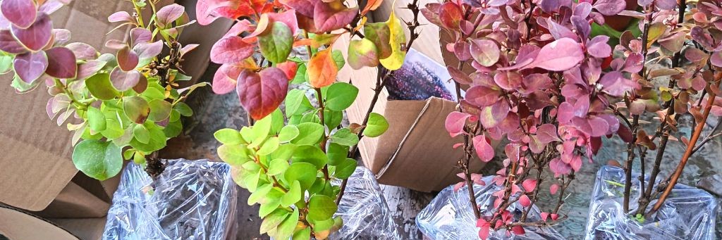 Питомник Сибирский Росток