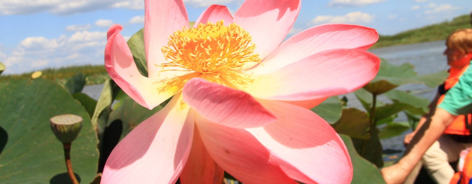 Путешественица