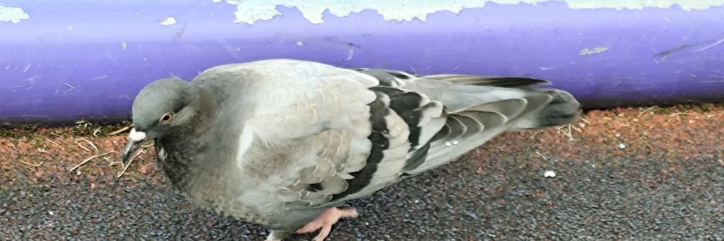 Радужный Хаги Ваги