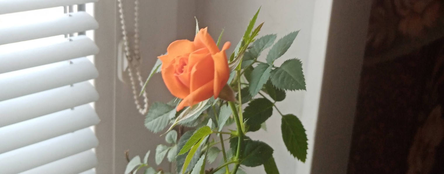 Еда, воспоминания, паломничество и огород.2