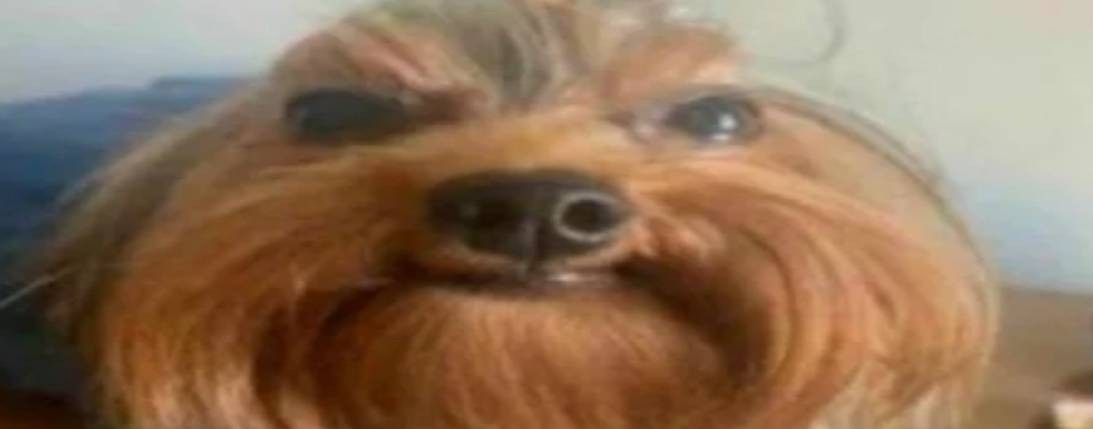 киришка мишка