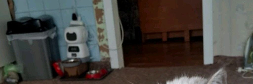 лучный свет