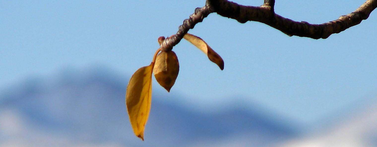 Недогорожанин