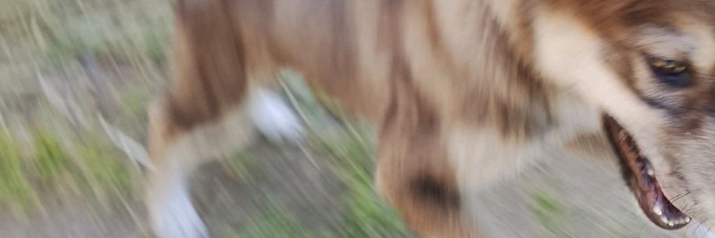 Ростик Лёха