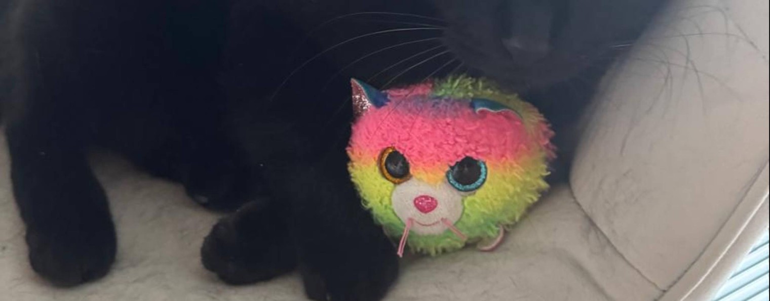 Котошарик