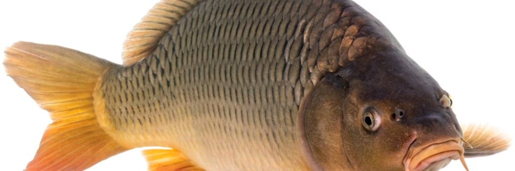 Перезаливы