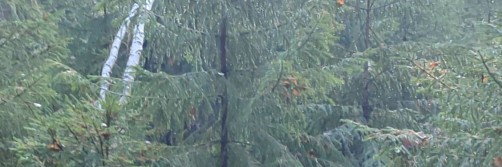 «Охотничий Сталкер»