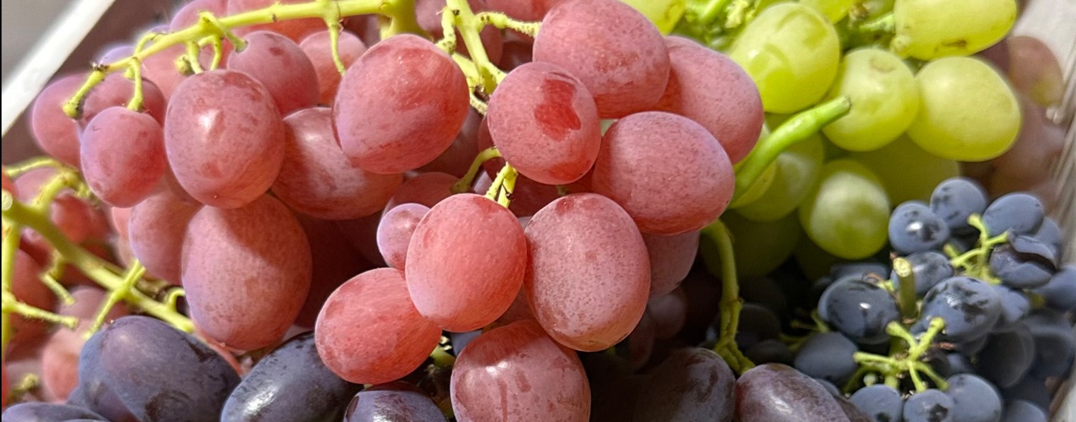 Виноградник под крышей в Апшеронске