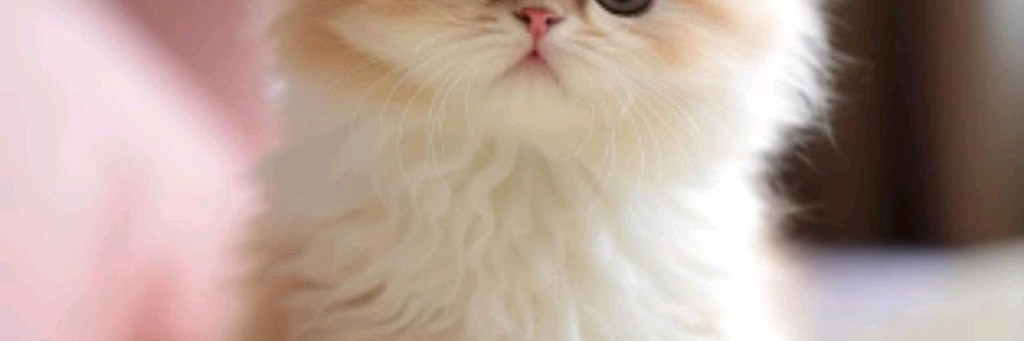 Академия Ники