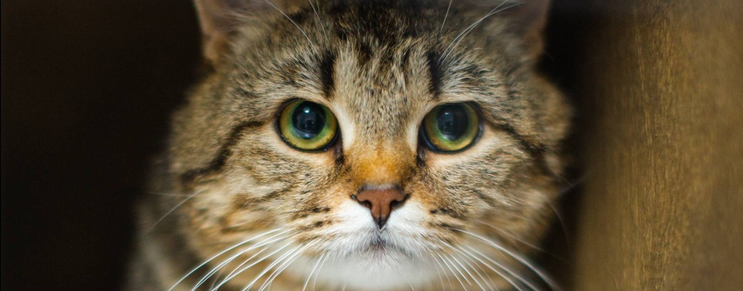 Бедосики. Строим дом