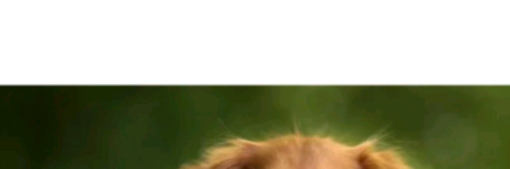 КСК Сакура 🌸🪽