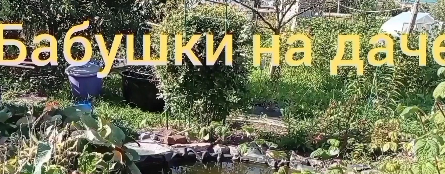 Бабушки на даче