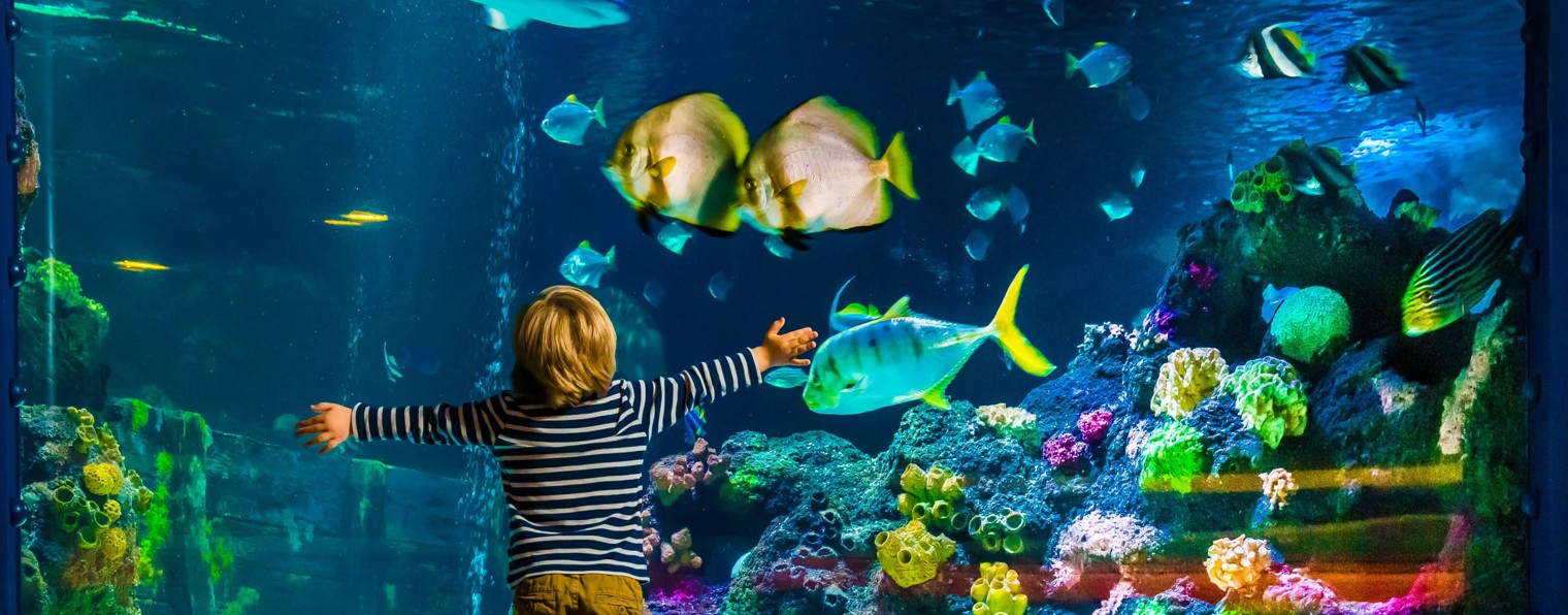 Аквариум за рубежом. NEO_Interpret®