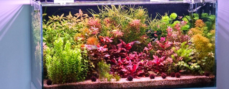 ЯЛЧИН | ПРО АКВАРИУМ