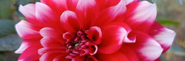 Выращиваю с нуля🌿