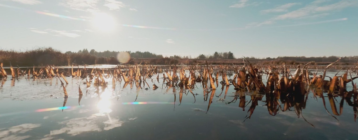 Про глушь. болота. реки. леса