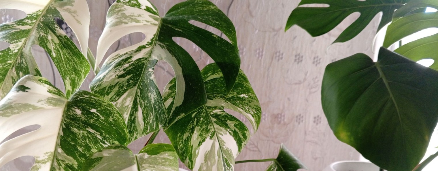 Любимый Дом