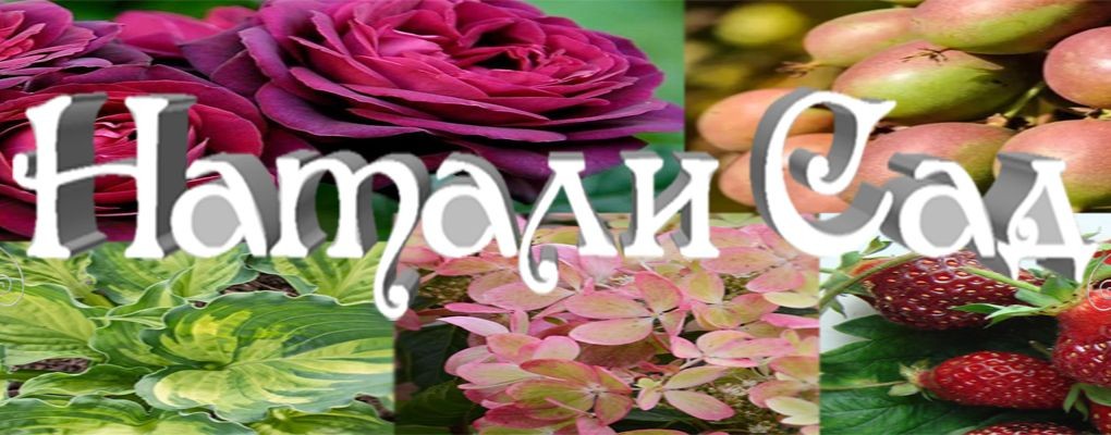 Натали Сад