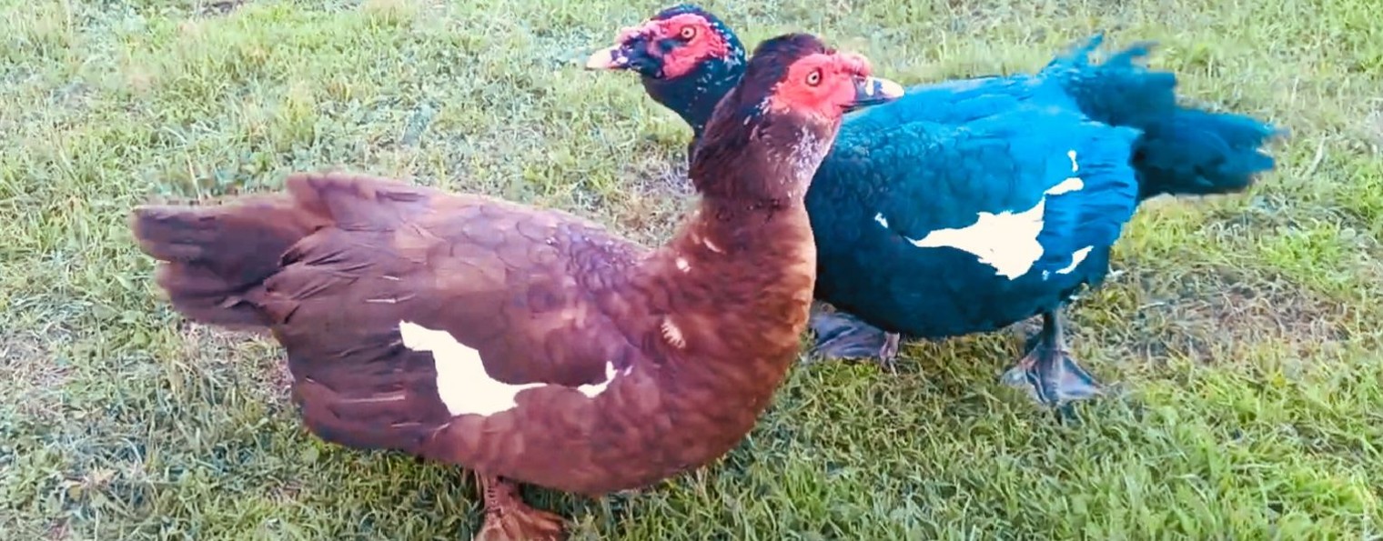 "Крымский Тяж" Мускусные Утки Тяжёлой Линии!