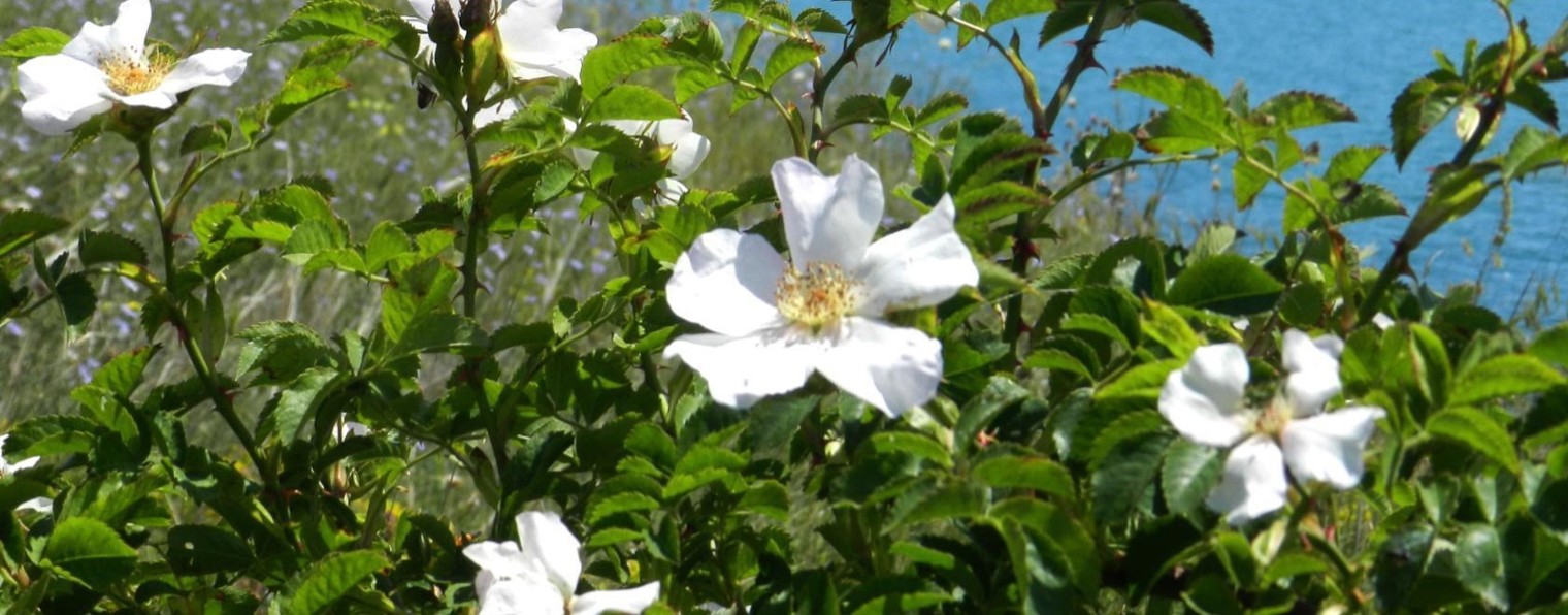 Елена Рожина