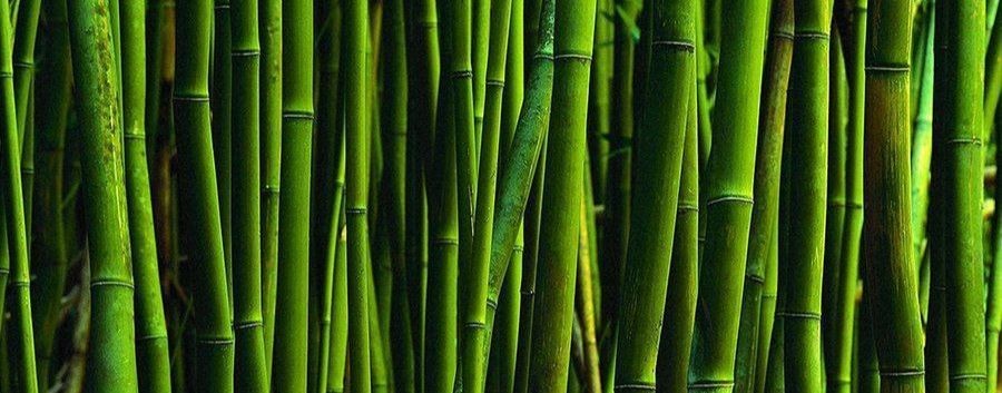 Бамбооо!