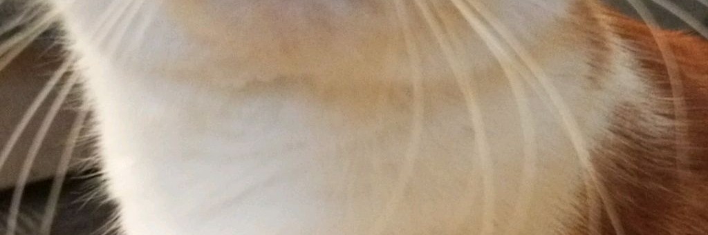 котик Мур Мур✅