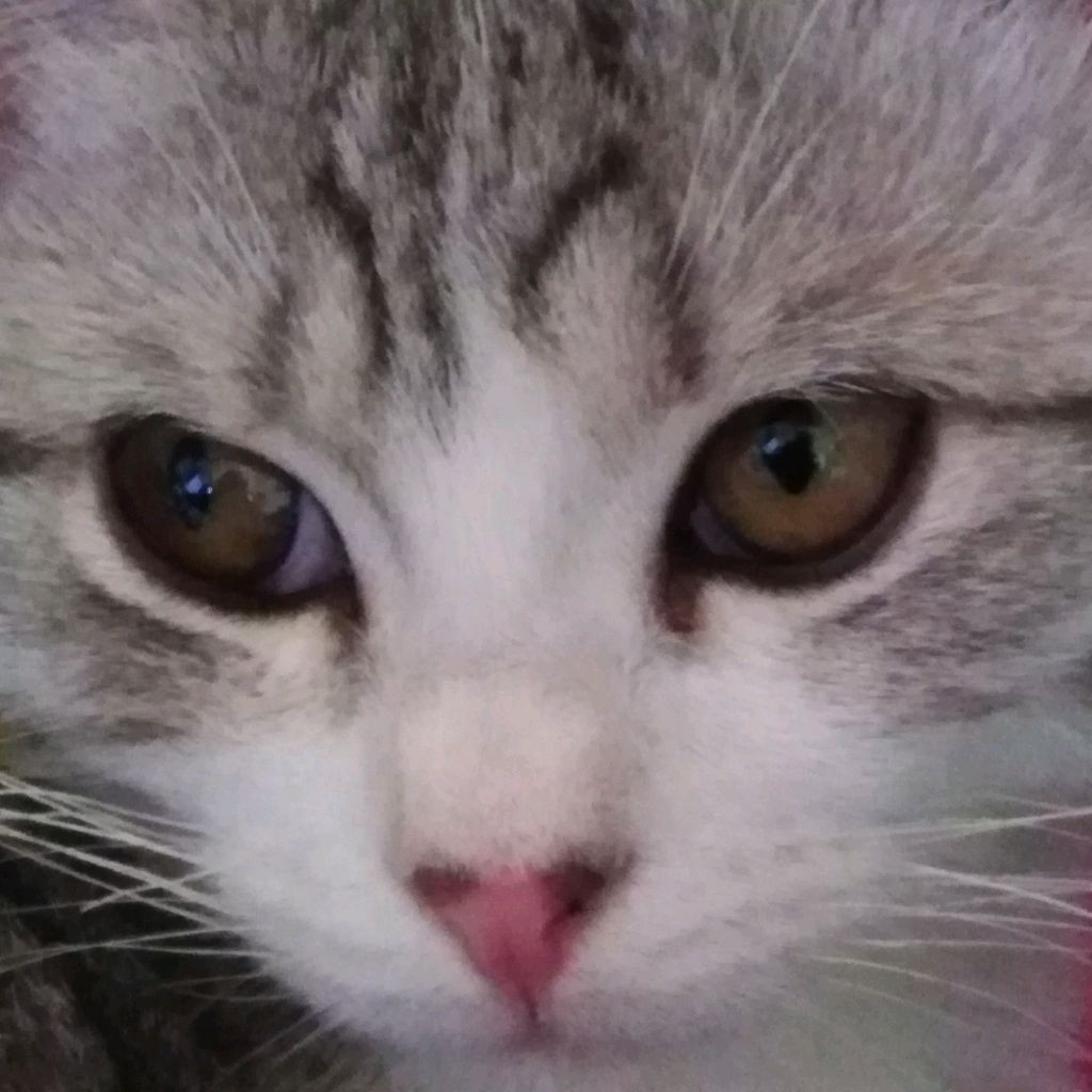 Приключения дома