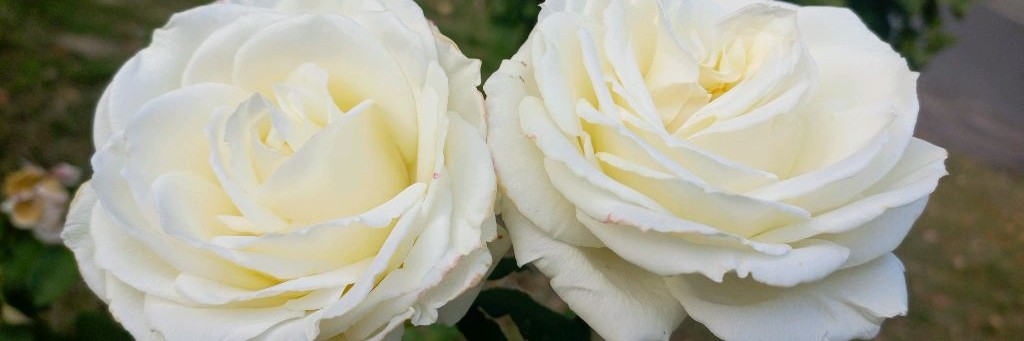 Стремление к идеалу