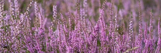 Вереск и Мох