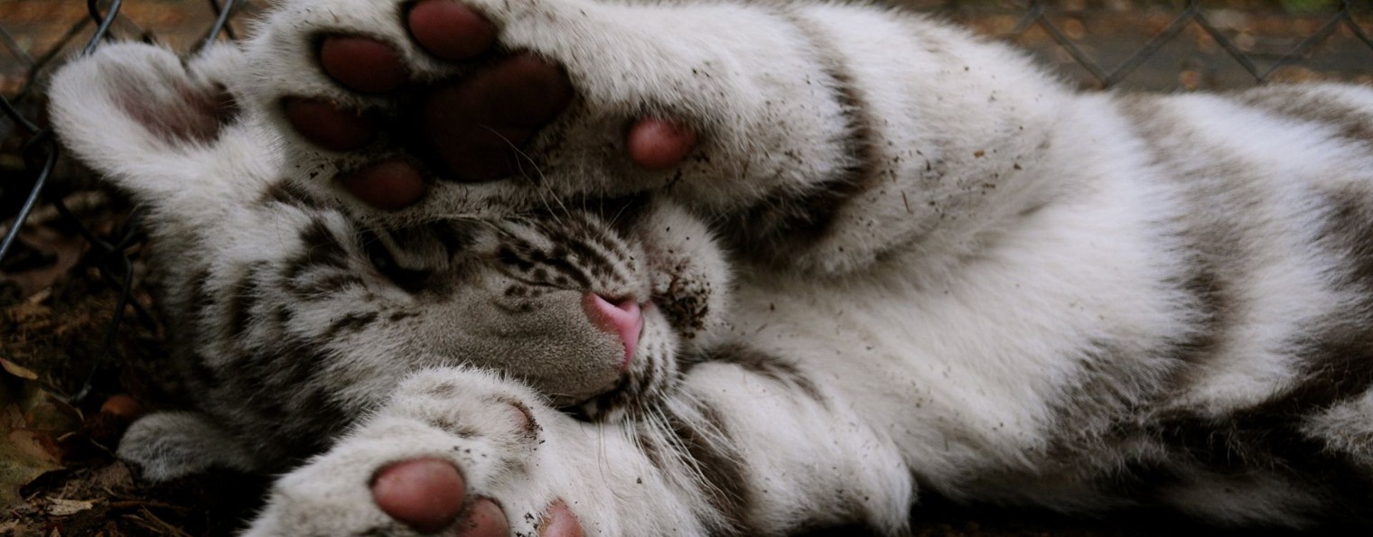 Тяп Ляп и Ко