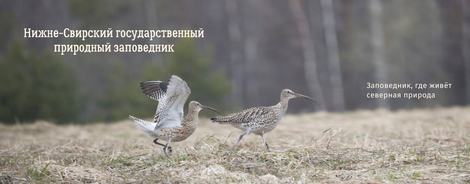 Нижне-Свирский заповедник