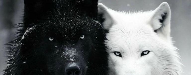 Wolf 🐺🐺🐺