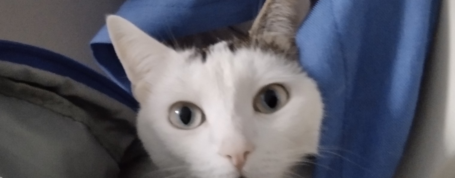 роблокс глючит