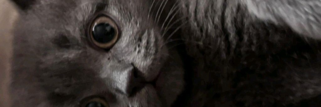 Шлёпа Шлёпович