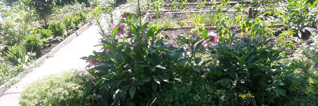 Барбарис Викины Зарисовки