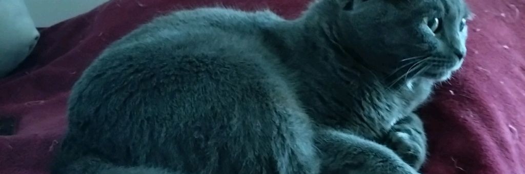 🐈⬛Китик🐈⬛