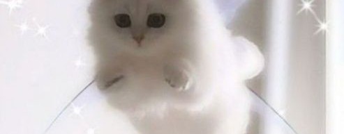 Фиолетовый Медведь