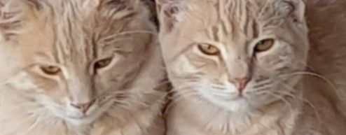 Татьяна Огнева