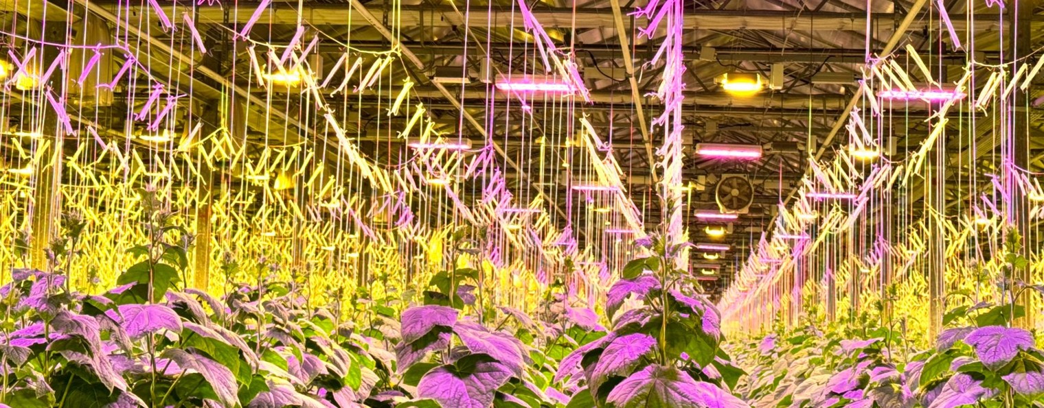 Световые решения Reflux