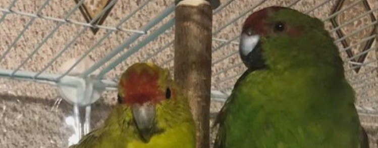 Лев и попугаи юрика и Шура