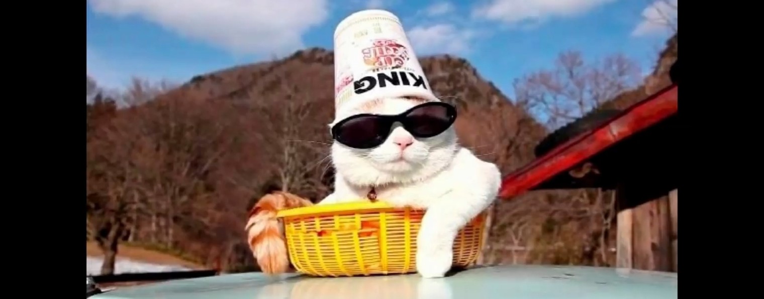 Джек воробей и васька