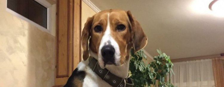 Иван Николаевич Охота 59 Русские пегие