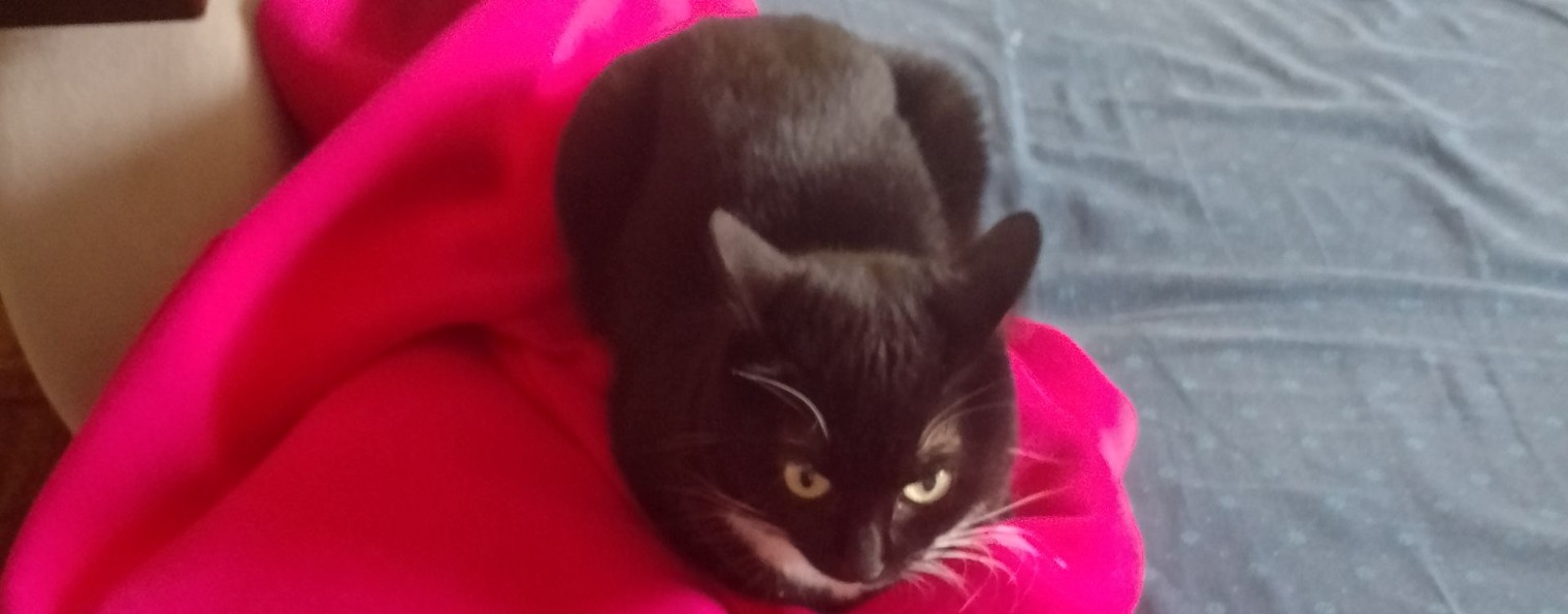 Котик пингвинус